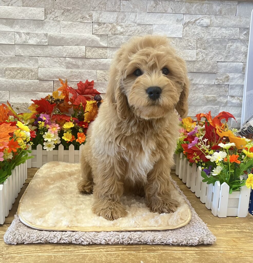 Goldendoodle Mini 2nd Gen - 0142 - Image 2
