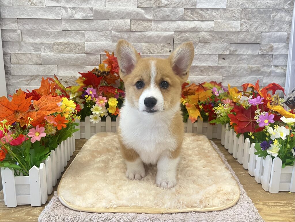 Pembroke Welsh Corgi - 9538 - Image 1