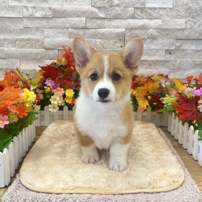 Stitch  Pembroke Welsh Corgi