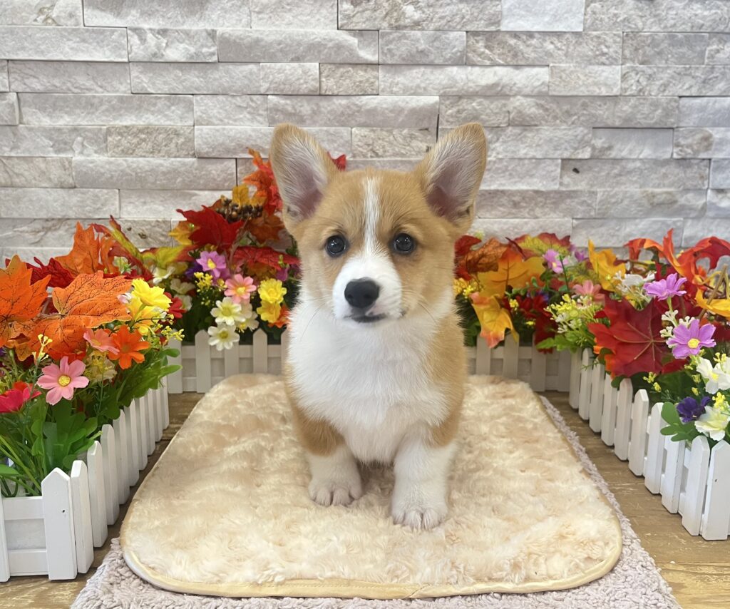 Pembroke Welsh Corgi - 9538 - Image 2