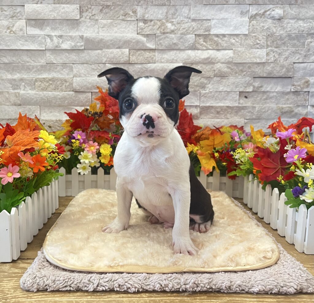 Boston Terrier - 0781 - Image 1