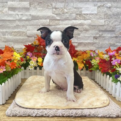 Cricket Boston Terrier