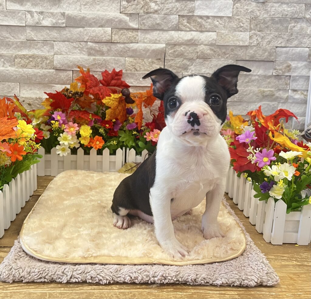 Boston Terrier - 0781 - Image 2