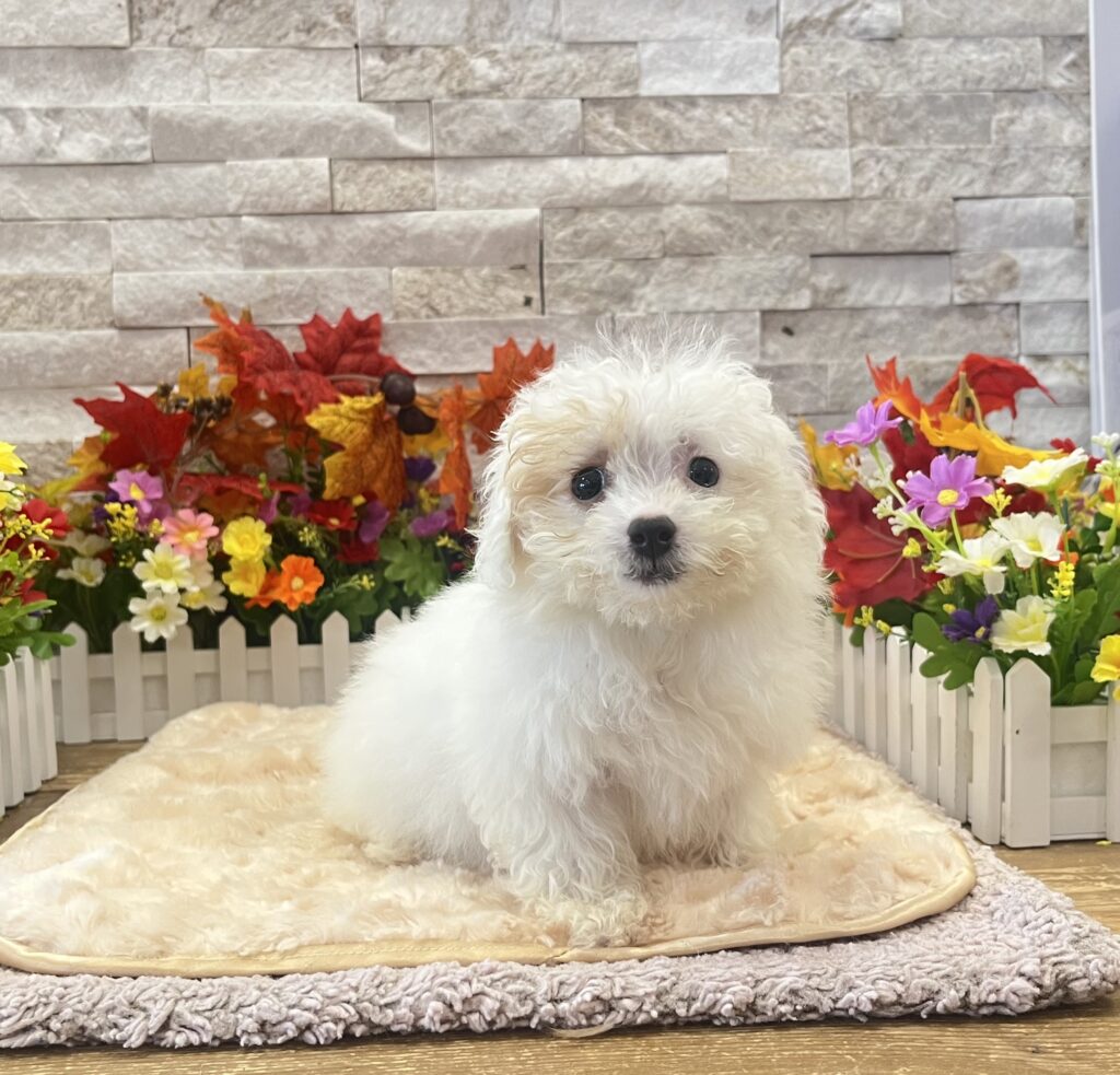 Maltipoo - 7291 - Image 1