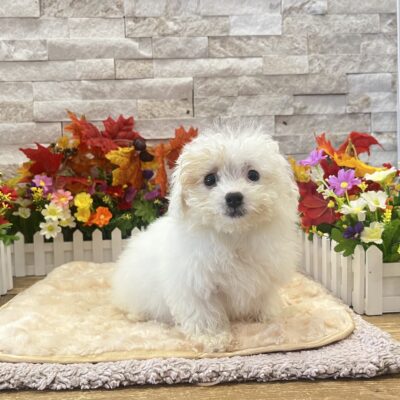 Nina Maltipoo