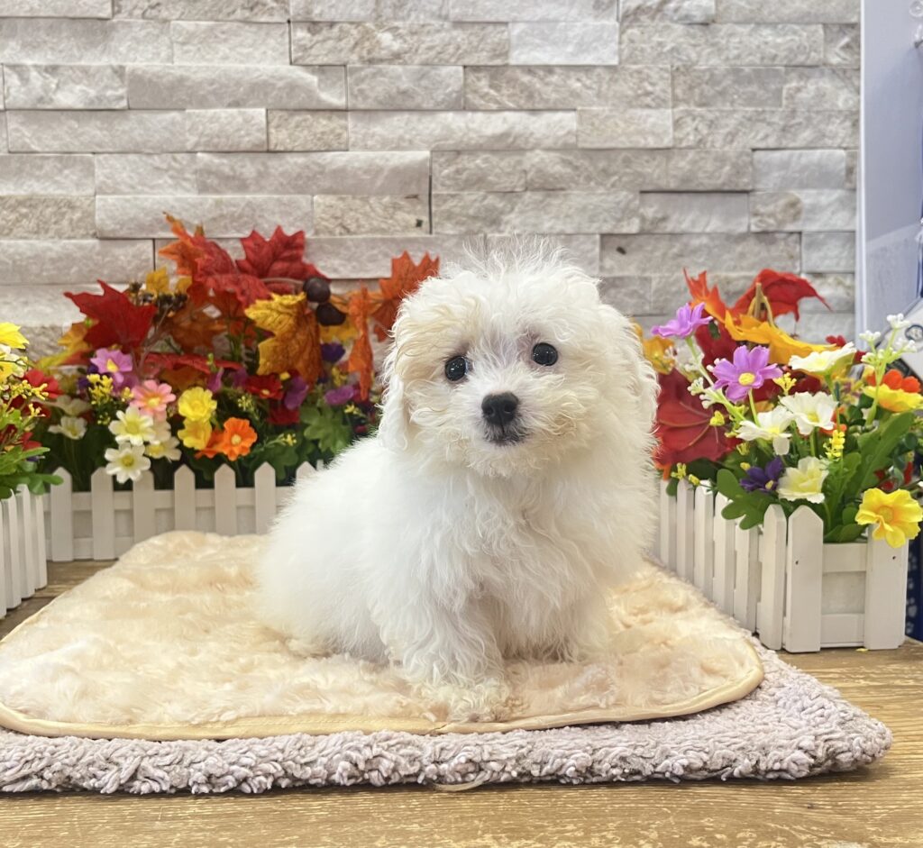 Maltipoo - 7291 - Image 2