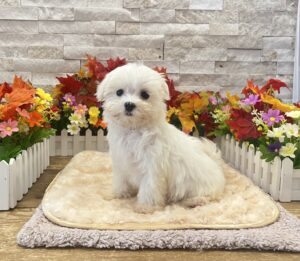 Maltese puppy available now