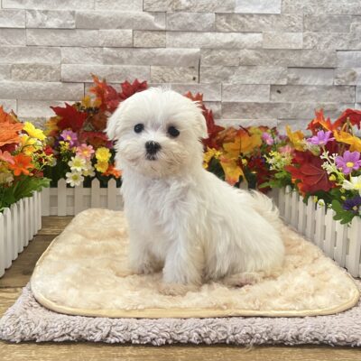Ruby Maltese