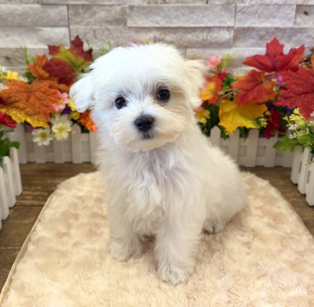 Maltese - 3809 - Image 1