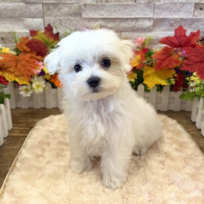 Fuzz Maltese