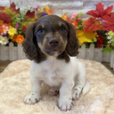 Percy Dachshund