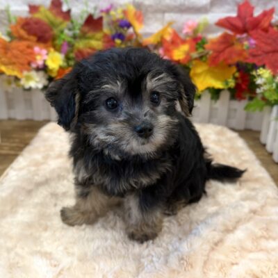 Norman Yorkipoo