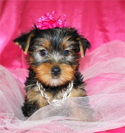 A small black-and-tan puppy with a bright pink bow against a pink backdrop