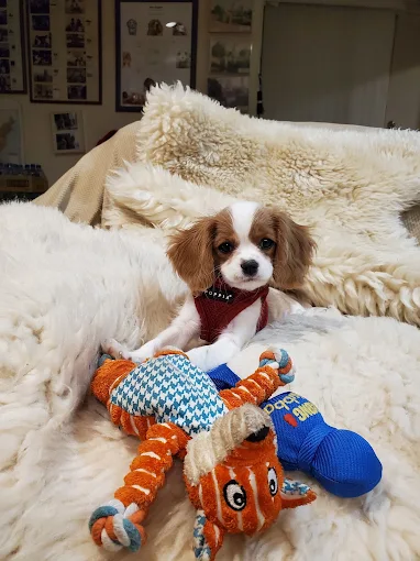 A white-and-brown puppy resting among soft blankets and colorful toys